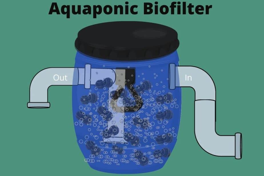 aquaponics biofilter: what is it and how does it work