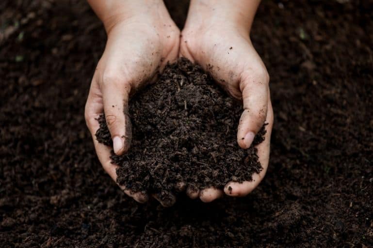 why-does-topsoil-look-dark-in-color-flourishing-plants