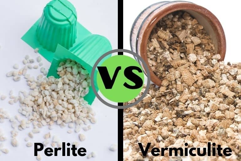 Perlite et vermiculite: quelle est la différence, en quoi elles diffèrent,  comment l'appliquer