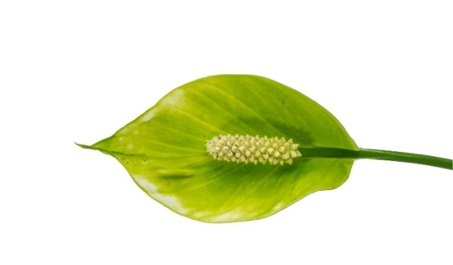 Using Cactus Soil to Grow a Peace Lily