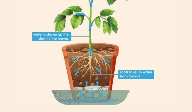 10 Tips for Watering Plants Growing in Containers