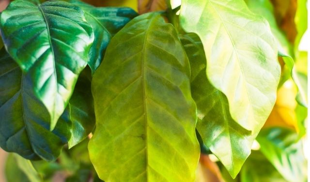 Iron Water for Plants: 7 Proven Uses and How to Apply It Yellow Leaves caused by Iron Nutrient deficiency.