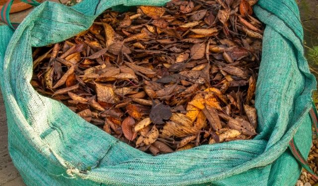 Dead leaves in compost bin