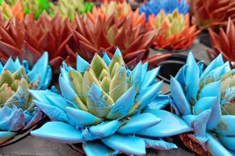 What Is Kosmik Kaktus Painted Succulents Flourishing Plants