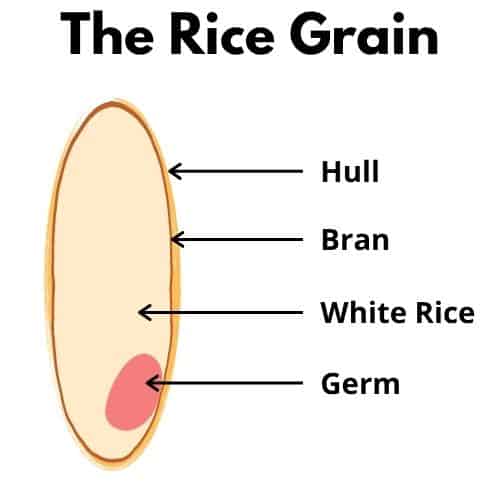 Parts of the rice Grain