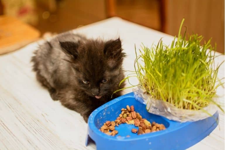 Using Cat Food as Plant Fertilizer What You Should Know