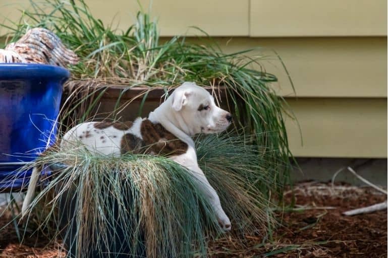 What can you put in a flower pot to keep a dog out