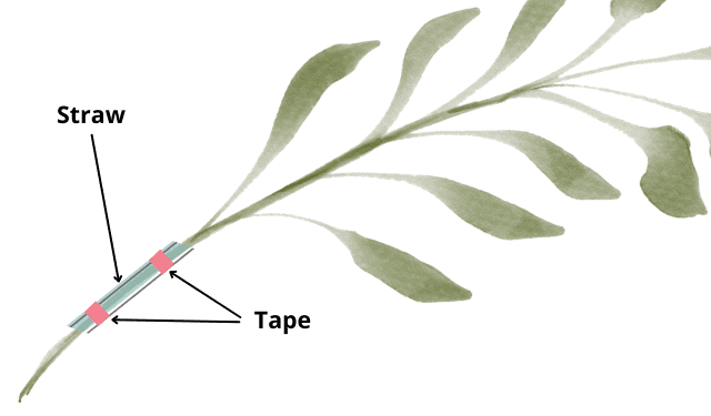 Repairing Bent Plant Stems - Information On Fixing Plants With Bent Stems