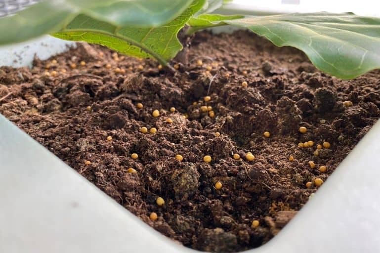 Yellow Or Orange Balls In Potting Soil The Likely Culprits Flourishing Plants