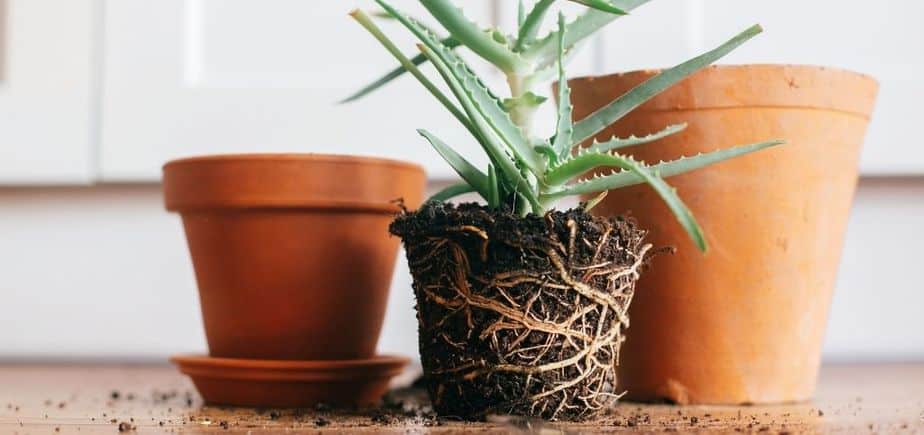 Can Plants be Left in the Container It Came in? Here's Why Repot rootbound plant