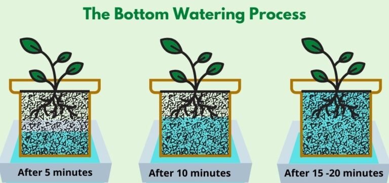 How Long to Bottom Water Plants: The Things to Look Out for ...