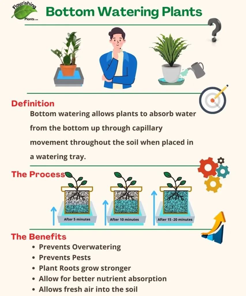 Bottom Watering Plants: Complete Guide from 10yrs Experience - Flourishing  Plants