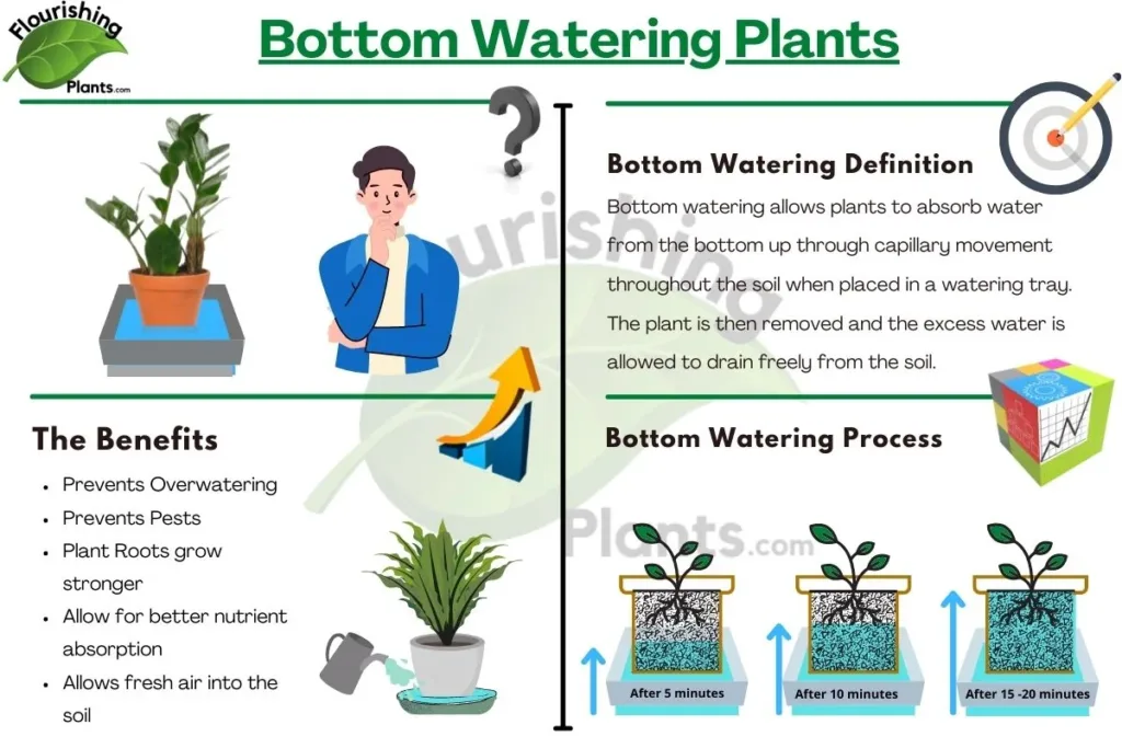 10 Tips for Watering Plants Growing in Containers