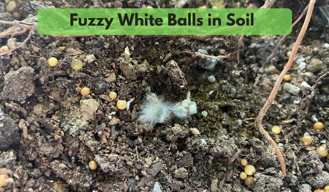 https://flourishingplants.com/wp-content/uploads/2021/08/Fuzzy-White-Balls-in-Soil.jpg