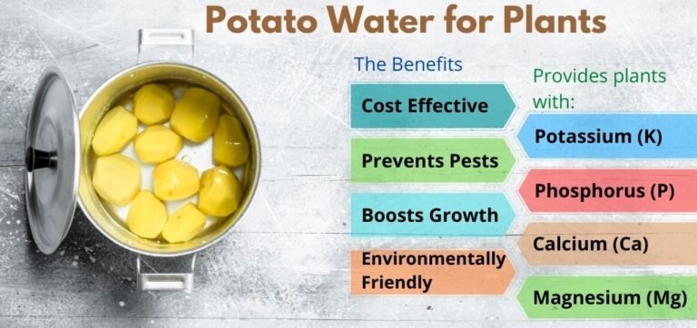 What Is Potato Water Good For