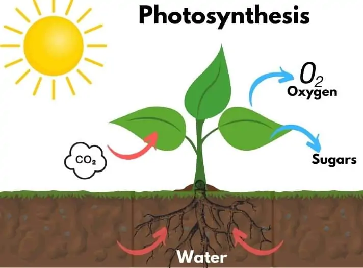 starch in plants