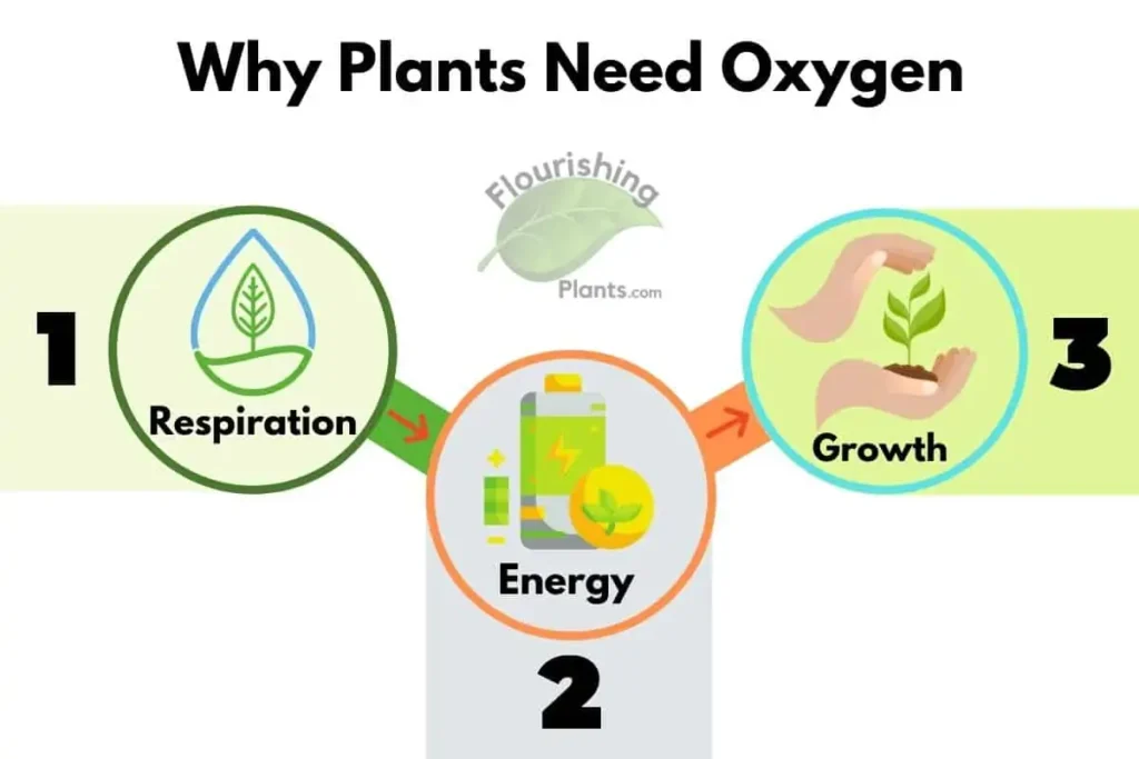 Why do plants need oxygen