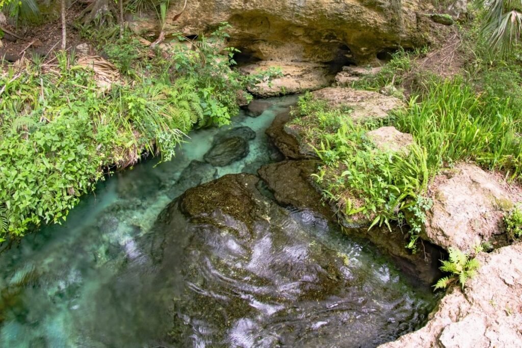 Using Spring Water on Plants: What you Need to Know - Flourishing Plants