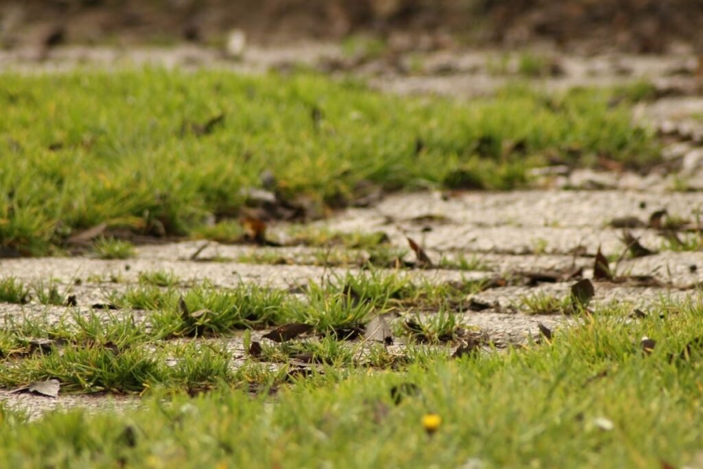 Grass Growing on Concrete: Here's What You Need to Know - Flourishing