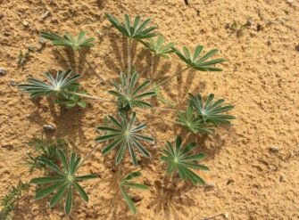 Can Plants Grow in Sand? Yes! Here's what to do - Flourishing Plants