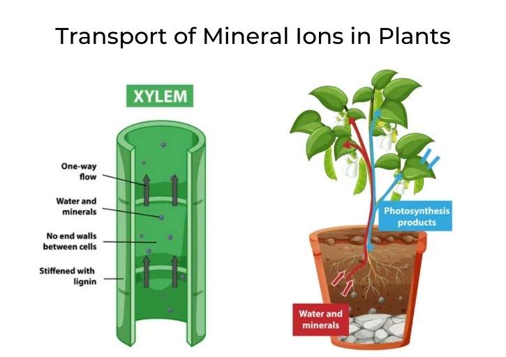 how-do-plants-absorb-nutrients-the-processes-explained-flourishing