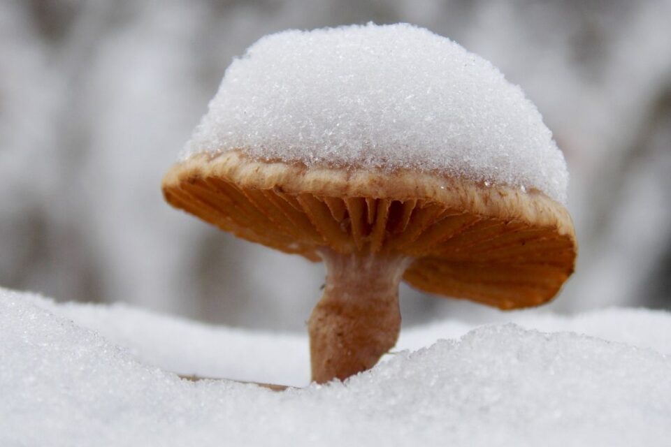 Do Mushrooms Grow In Winter? The Varieties that Thrive Flourishing Plants