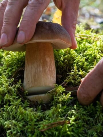 Do Mushrooms Need Light Or Sunlight? The Facts Explained – Flourishing ...