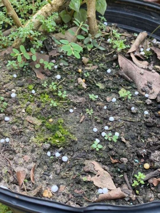 Moss on top of potted plant soil