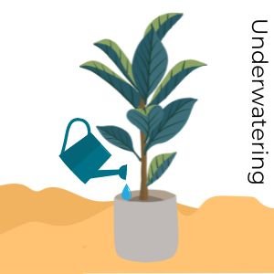 Underwatering