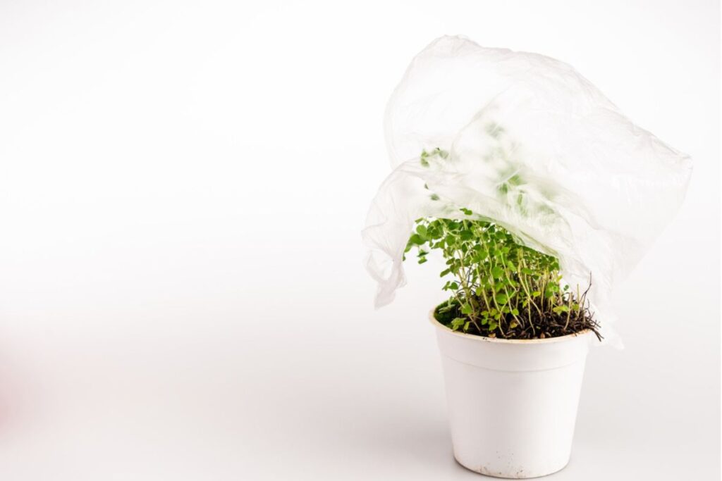 Covering Plants With Plastic Bags Here's what is Does Flourishing Plants