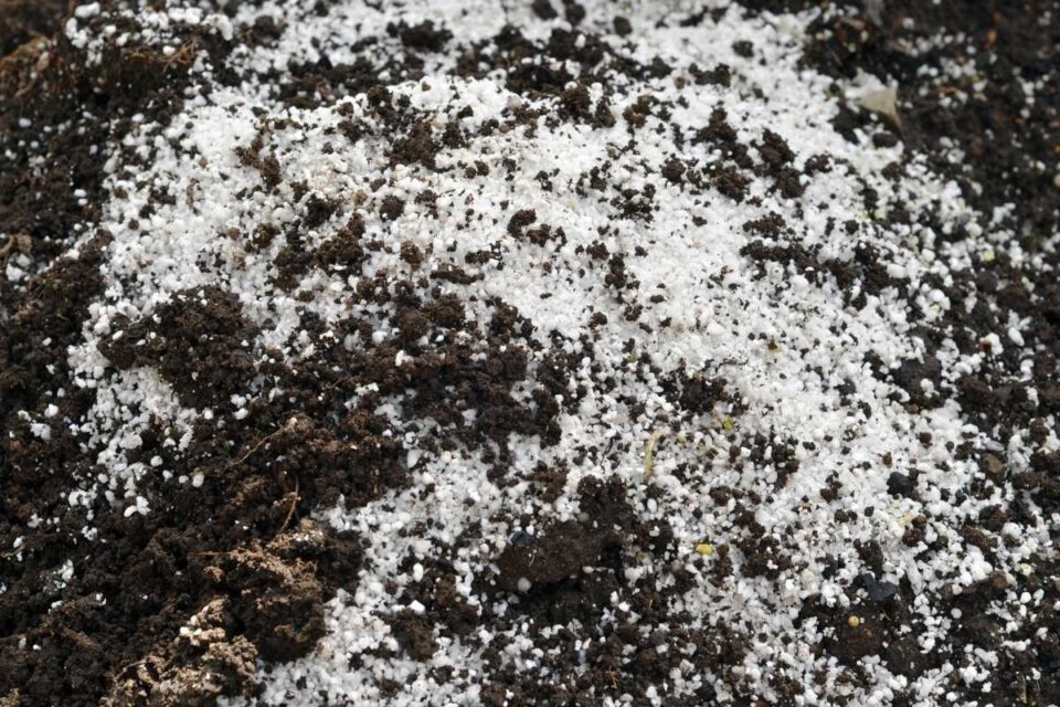 Can you put Perlite in Compost? Here's When and Why - Flourishing Plants