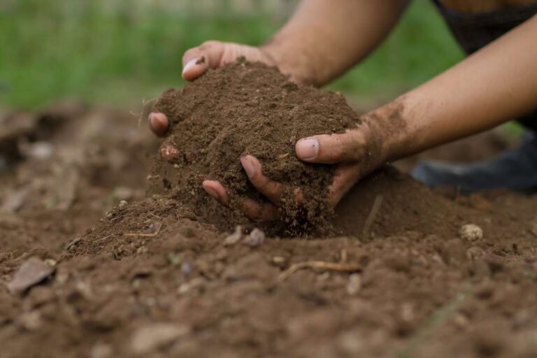 Can You Put Soil on Top of Sand? Thickness and Tips Explained