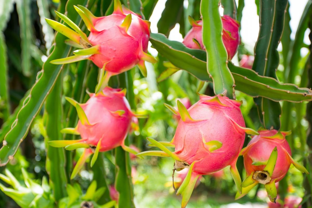 Dragon Fruit Plant Care The Essentials Explained Flourishing Plants Dragon Fruit Plant Care The Essentials Explained Flourishing Plants