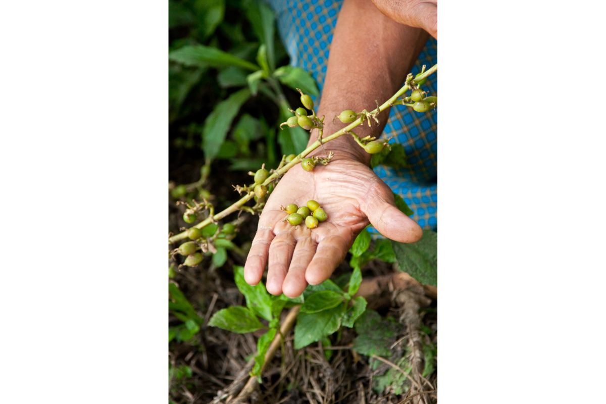 Can You Plant Fresh Seeds The Seed Prep you Should Know Flourishing