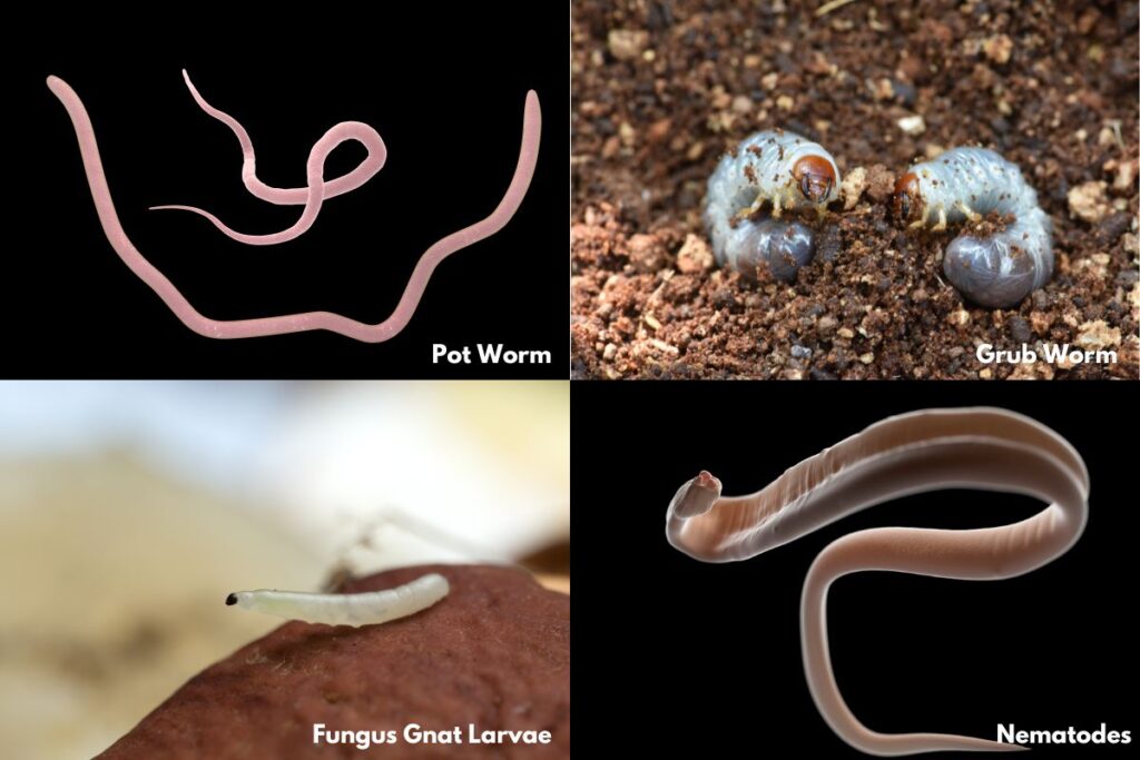 White Worms In Soil 4 Types With Pictures And What They Do   White Worms In Soil 1024x683 