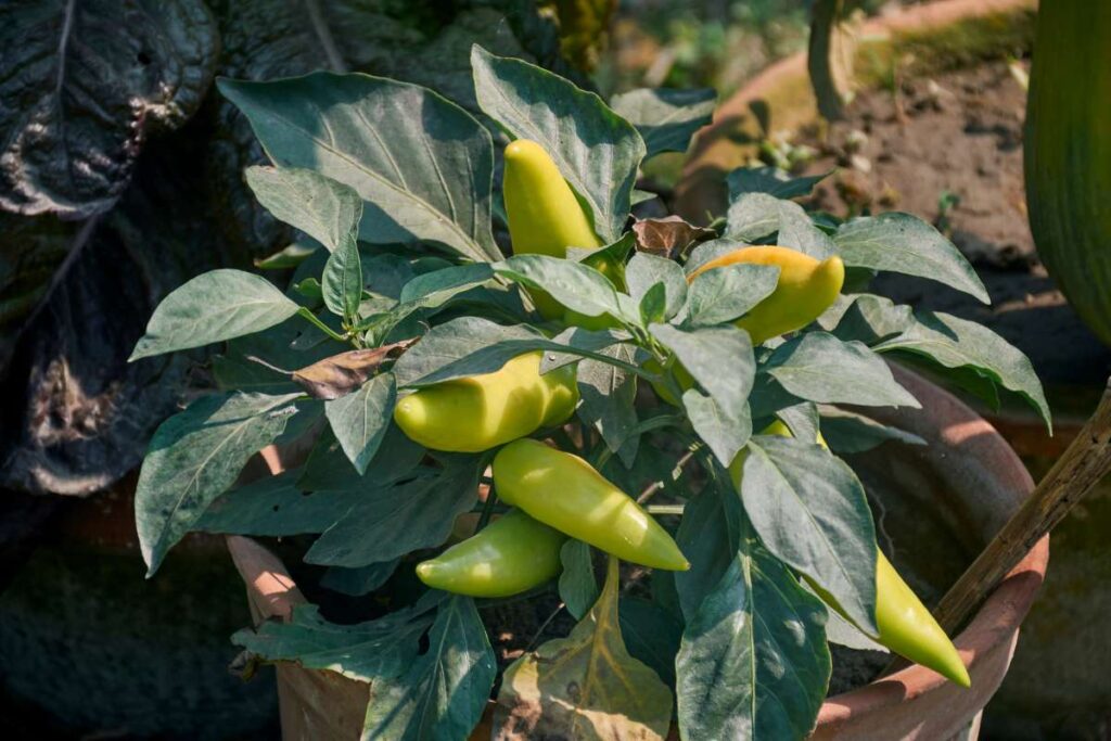 Growing Jalapeños In Pots 7 Steps for a huge harvest Flourishing Plants