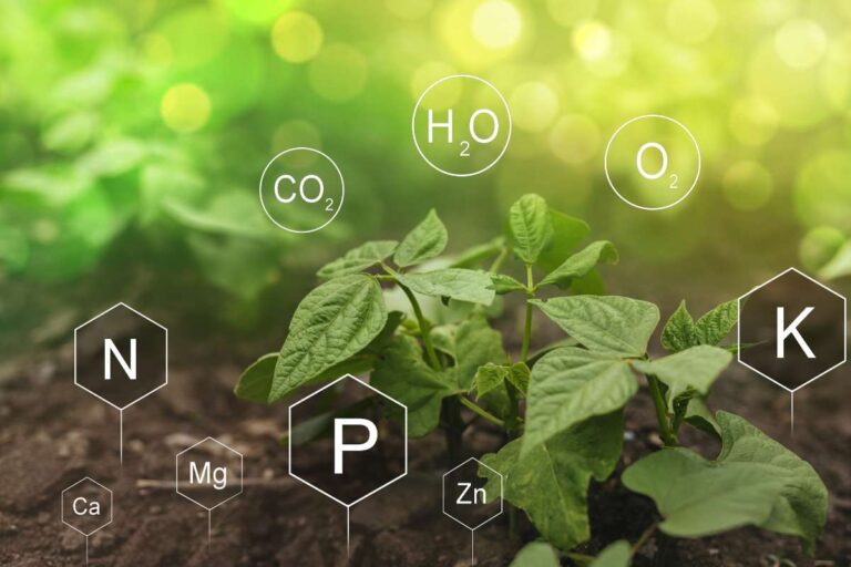 How do Plants Absorb Nutrients The Processes Explained Flourishing