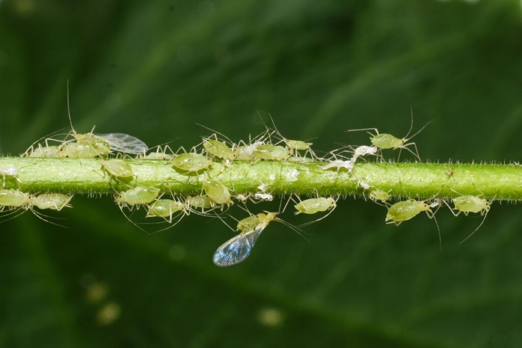 Squash Leaves Turning Yellow: Why It Happens & How to Fix It Ants Feeding on aphids