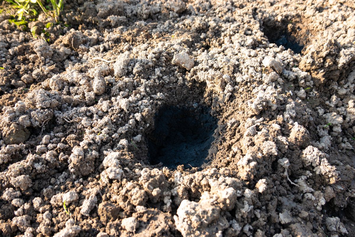 Holes In Garden Bed 9 Animals that Cause Holes & Solutions