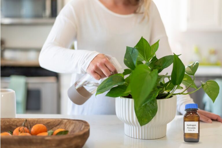Using Hydrogen Peroxide On Plants 11 Uses & Mixing Ratios