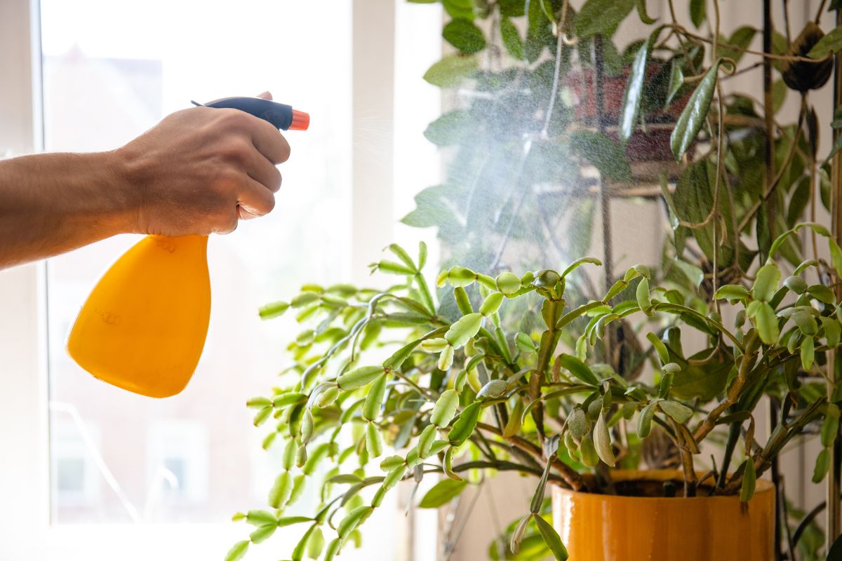 Using Dish Soap on Plants: Safe Ratios and 7 Uses spraying houseplant leaves with soapy water to remove aphids