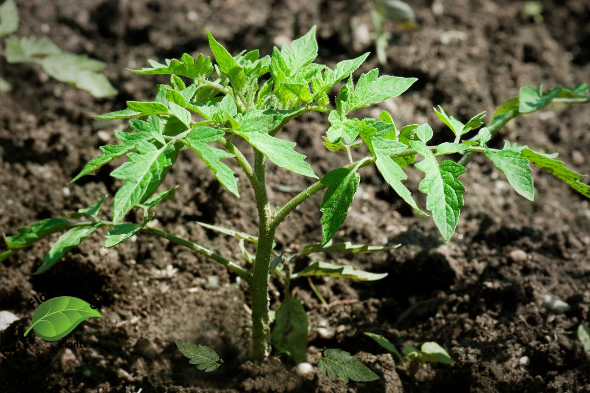 White Lines on Tomato Leaves: Causes, Treatment & Prevention Sunscald on Tomato Leaves