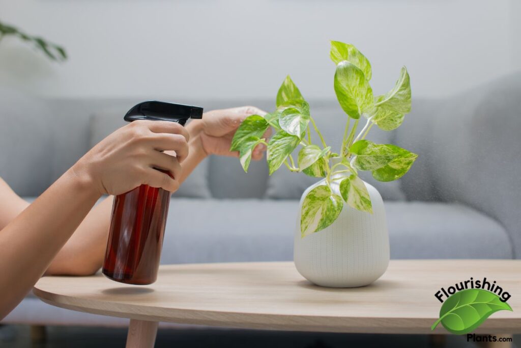 Using Dish Soap on Plants: Safe Ratios and 7 Uses Spraying plants with dish soap