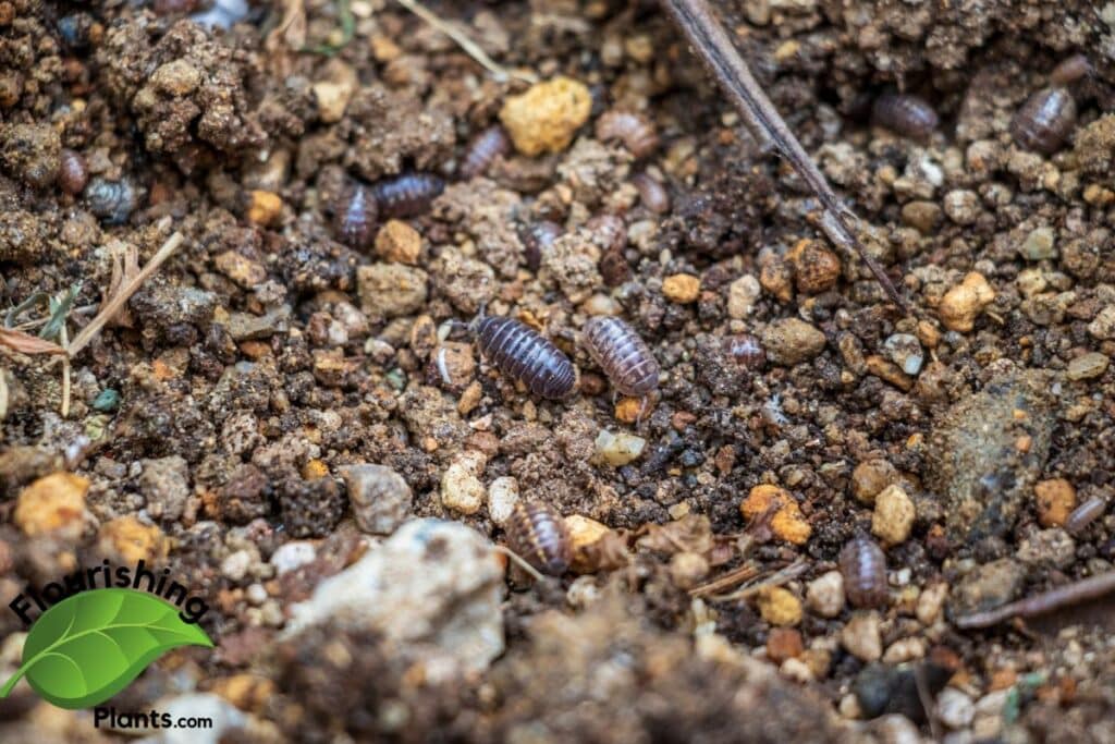 Tiny Black Bugs in Soil: What They Are and How to Get Rid of Them TIny Black bugs in soil