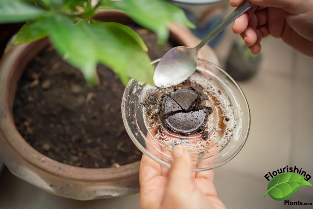 Using Coffee Grounds on Plants: Benefits, Risks & How to Apply Using Coffee Grounds on Plants