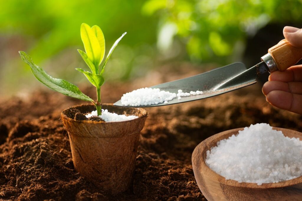 Using Epsom Salt on Plants: 9 Uses & Mixing Ratios Applying salt to plants