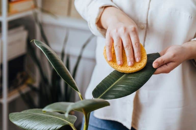Using Rose Water on Plants: 7 Uses, Benefits, and How to Apply It Dusty houseplant leaves being wiped with a rose water dampened cloth