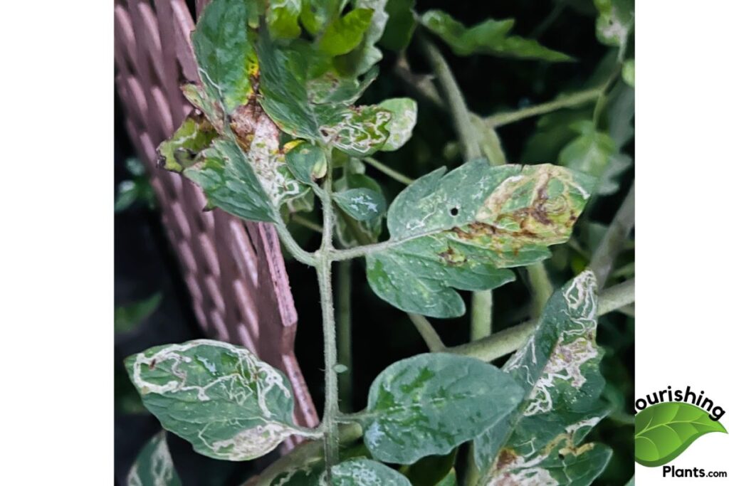 Holes in Tomato Leaves: Causes and How to Fix Them Holes on tomato leaves 1