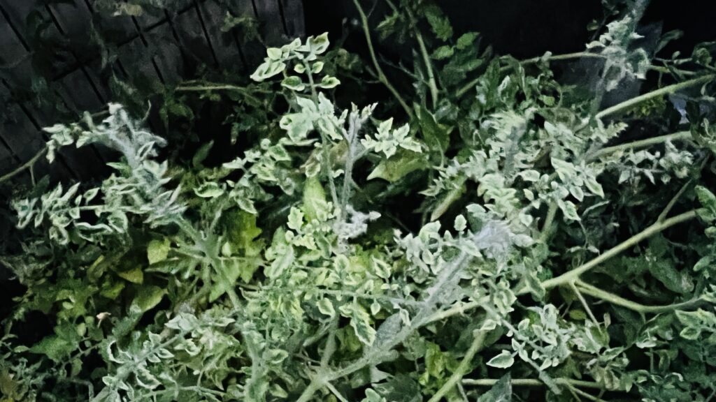 Tomato Leaves Curling Up: 6 Causes and How to Fix Them Tomato leaves curling up