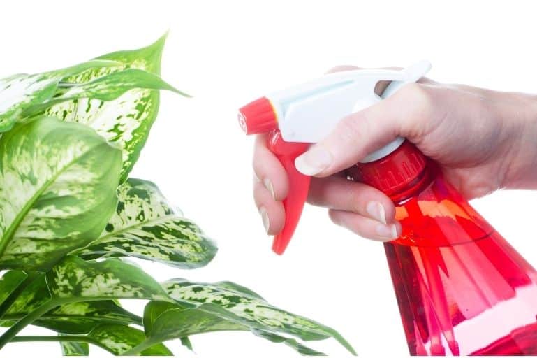 Using Rose Water on Plants: 7 Uses, Benefits, and How to Apply It Rose water spray being applied to plant leaves to deter aphids